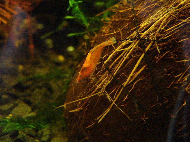 Krewetka fire red/red cherry (Neocaridina denticulata var. red)
