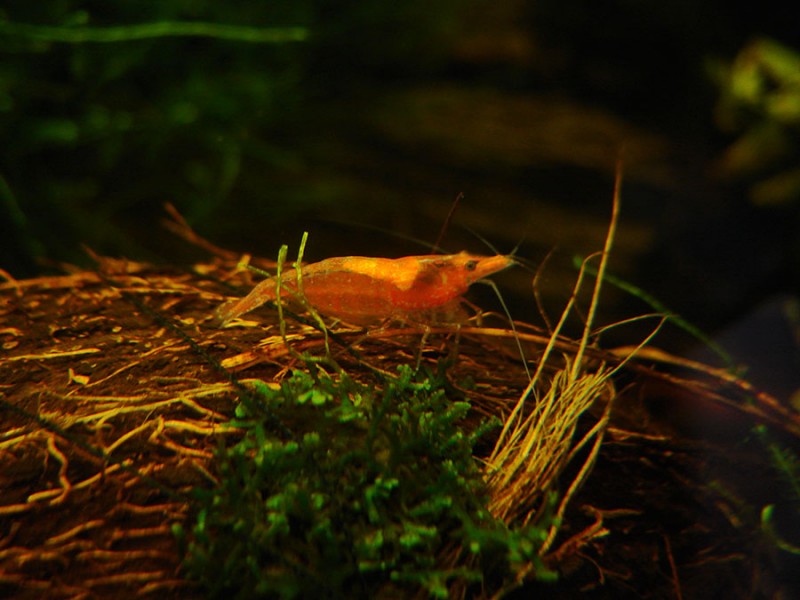 Krewetka fire red/red cherry (Neocaridina denticulata var. red)
